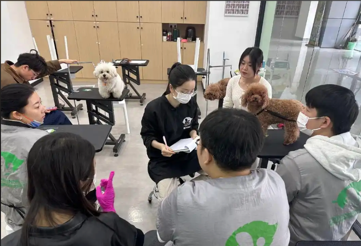 驻马店市宠物美容宠物美容培训学校 - 方案